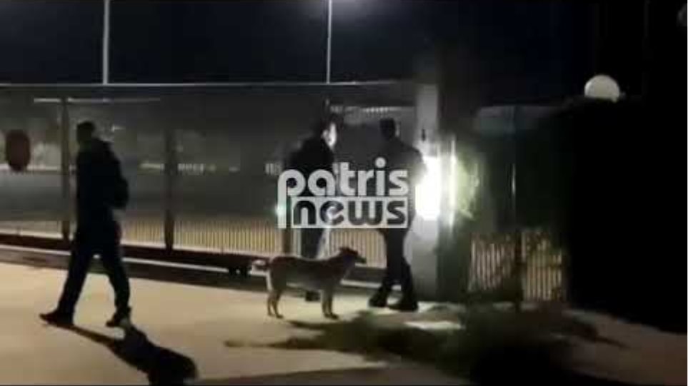 Φρίκη στα Λεχαινά: Σκυλιά κατασπάραξαν φύλακα συσκευαστηρίου - Τι είδε η ιατροδικαστής
