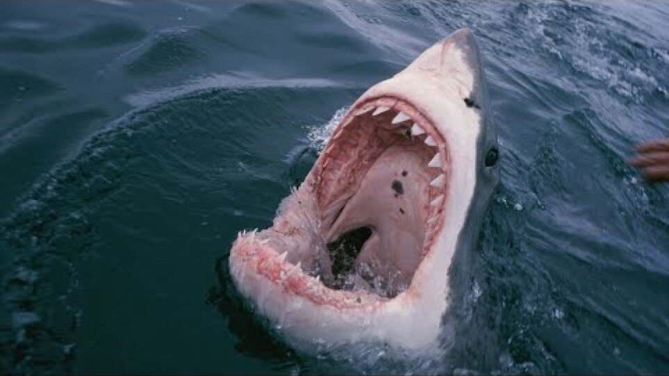 В Хургаде акула напала на туристку. Откусила руку и ногу. Hurghada shark attacked a tourist. 2022
