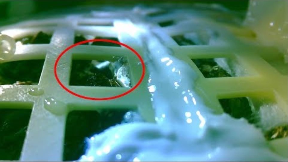 What does the first plant on the moon look like？