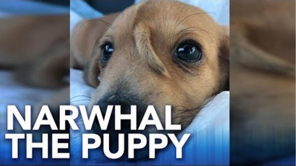 Rescue puppy named Narwhal born with tail on his head