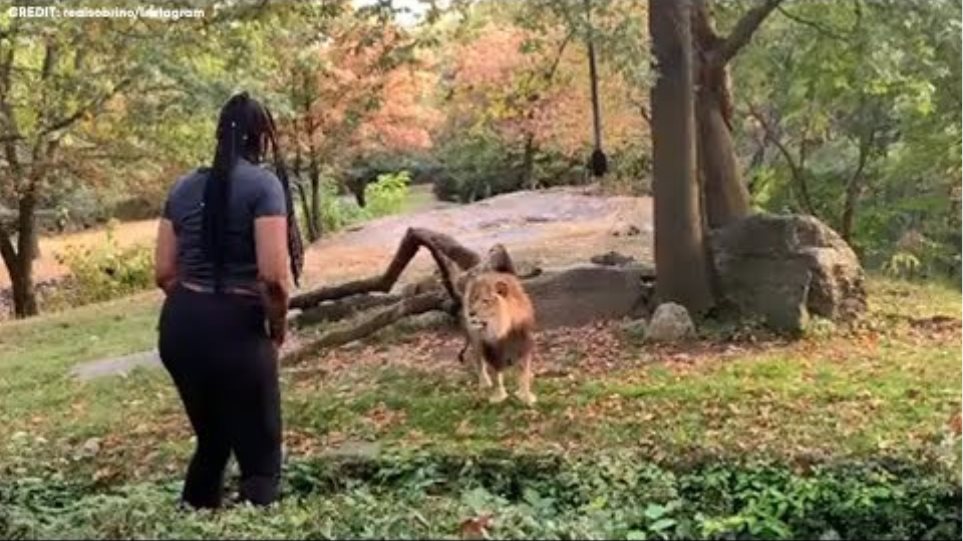 Woman sneaks into Bronx Zoo's lion den