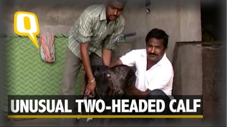 The Quint: Newborn Two-Headed Calf Revered as ‘Godly Incarnation’