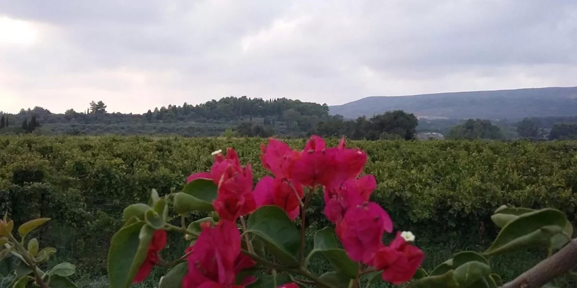 Τι συνέβη όταν 1.250 φιάλες Μαυροδάφνης παλαίωσαν για 3 χρόνια στον βυθό της Κεφαλονιάς