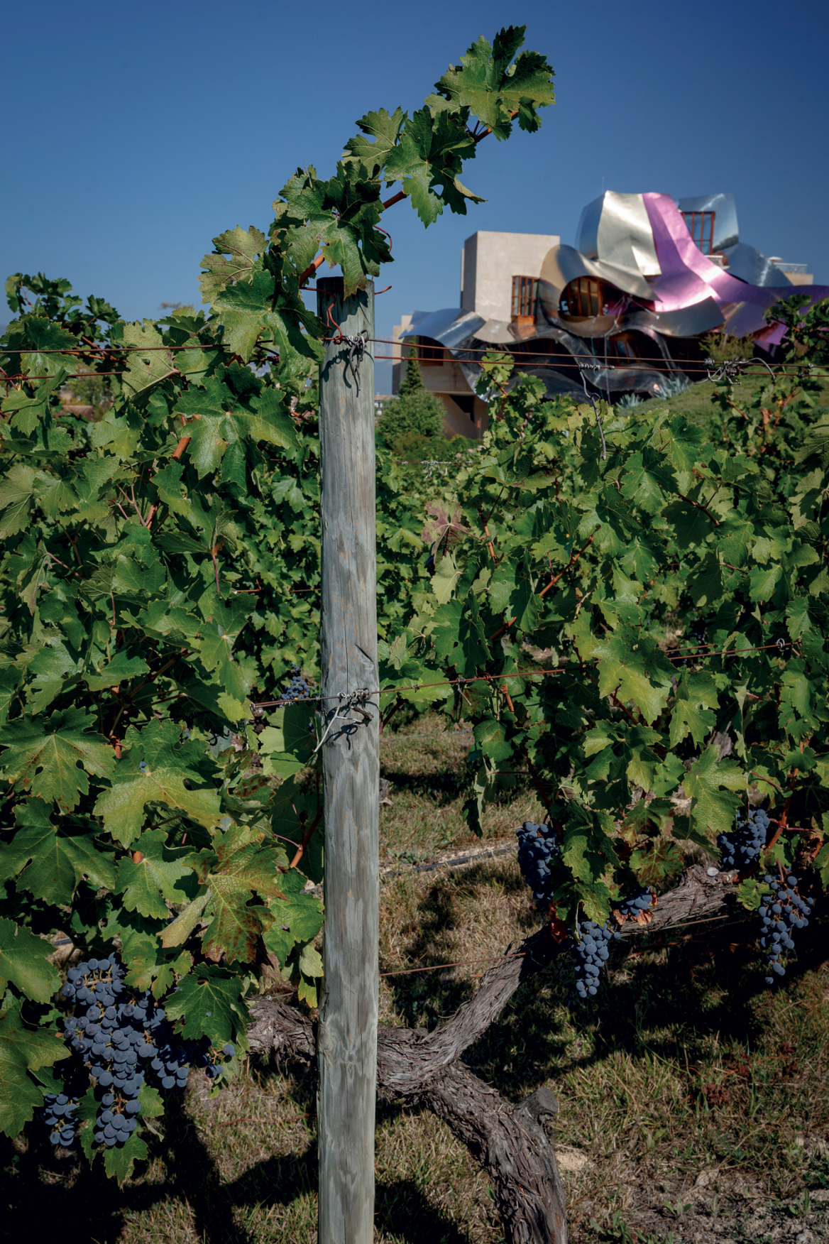 Marques de Riscal, ο design ναός του κρασιού