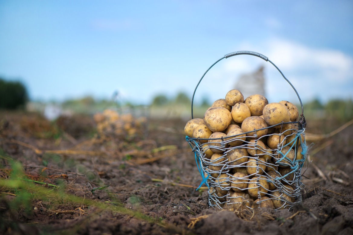 Η κλιματική κρίση αλλάζει και τις γαστρονομικές μας συνήθειες