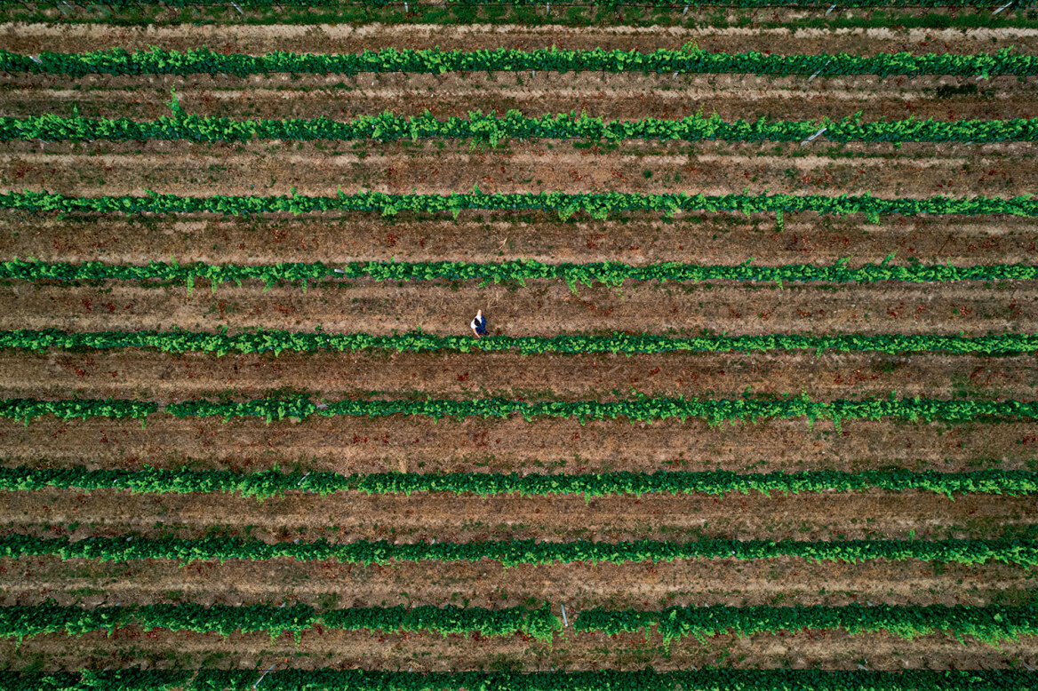 Θεσσαλία, ο εθνικός μας κάμπος που προσφέρει τροφή σε όλη τη χώρα