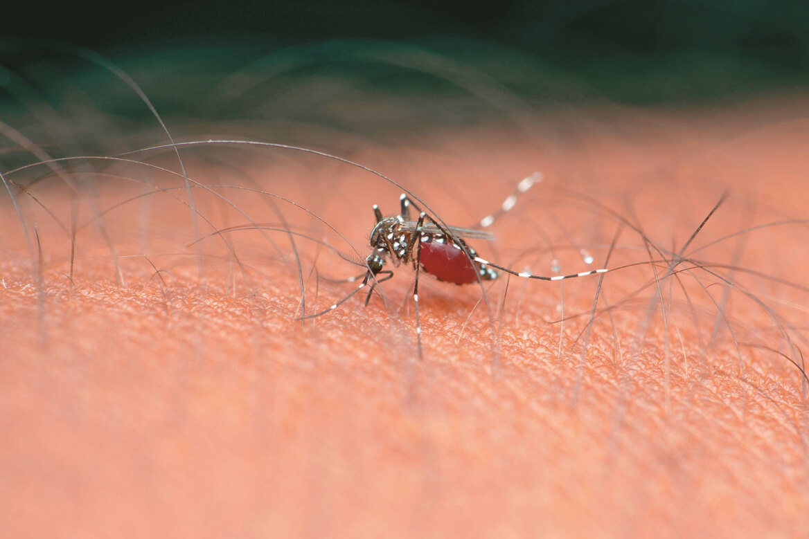 Καφέ αράχνες, μαύροι σκορπιοί και άλλα ζωύφια που πολιορκούν το ελληνικό καλοκαίρι