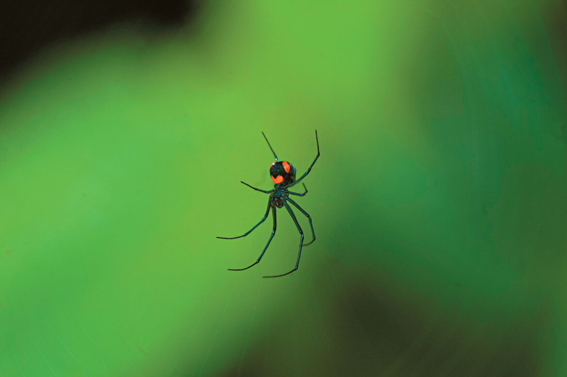 Καφέ αράχνες, μαύροι σκορπιοί και άλλα ζωύφια που πολιορκούν το ελληνικό καλοκαίρι