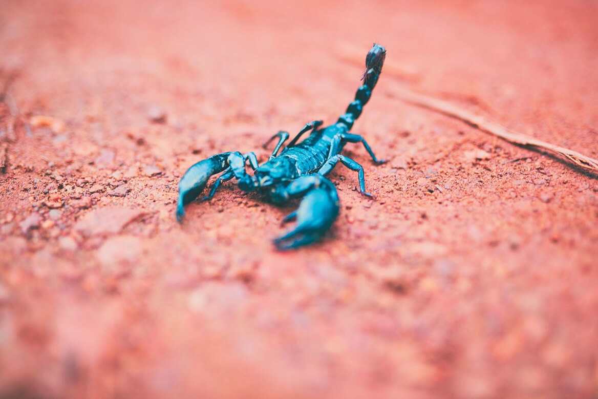 Καφέ αράχνες, μαύροι σκορπιοί και άλλα ζωύφια που πολιορκούν το ελληνικό καλοκαίρι