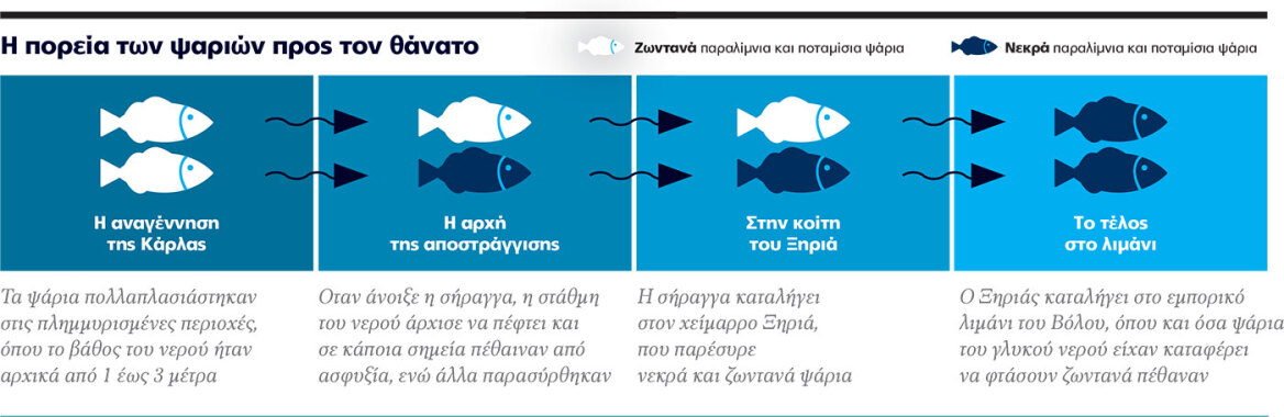 Παγασητικός: Γιατί πεθαίνουν τα ψάρια, η αποστράγγιση που δημιούργησε το τεράστιο πρόβλημα