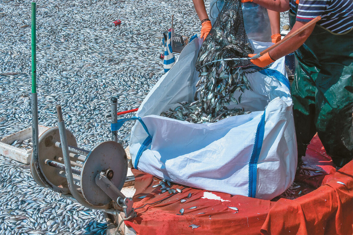 Παγασητικός: Γιατί πεθαίνουν τα ψάρια, η αποστράγγιση που δημιούργησε το τεράστιο πρόβλημα