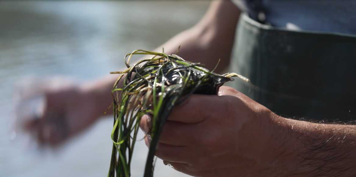 Η ιστορία ενός θαλάσσιου θαύματος που επιστρέφει