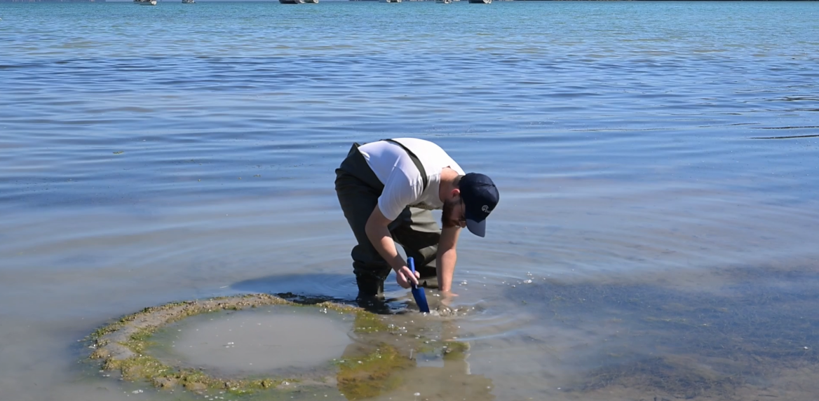 Η ιστορία ενός θαλάσσιου θαύματος που επιστρέφει