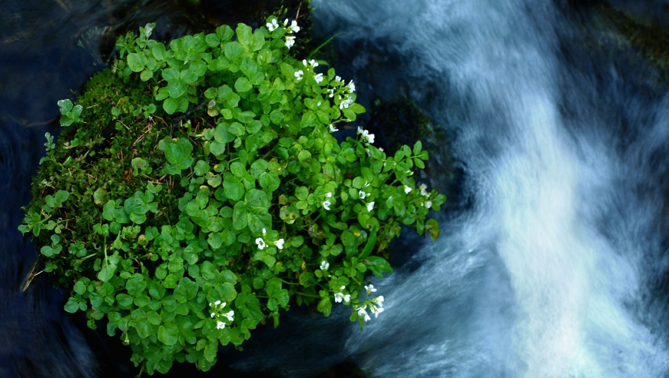Αγνό νερό από την πηγή κατ’ ευθείαν στο ποτήρι μας