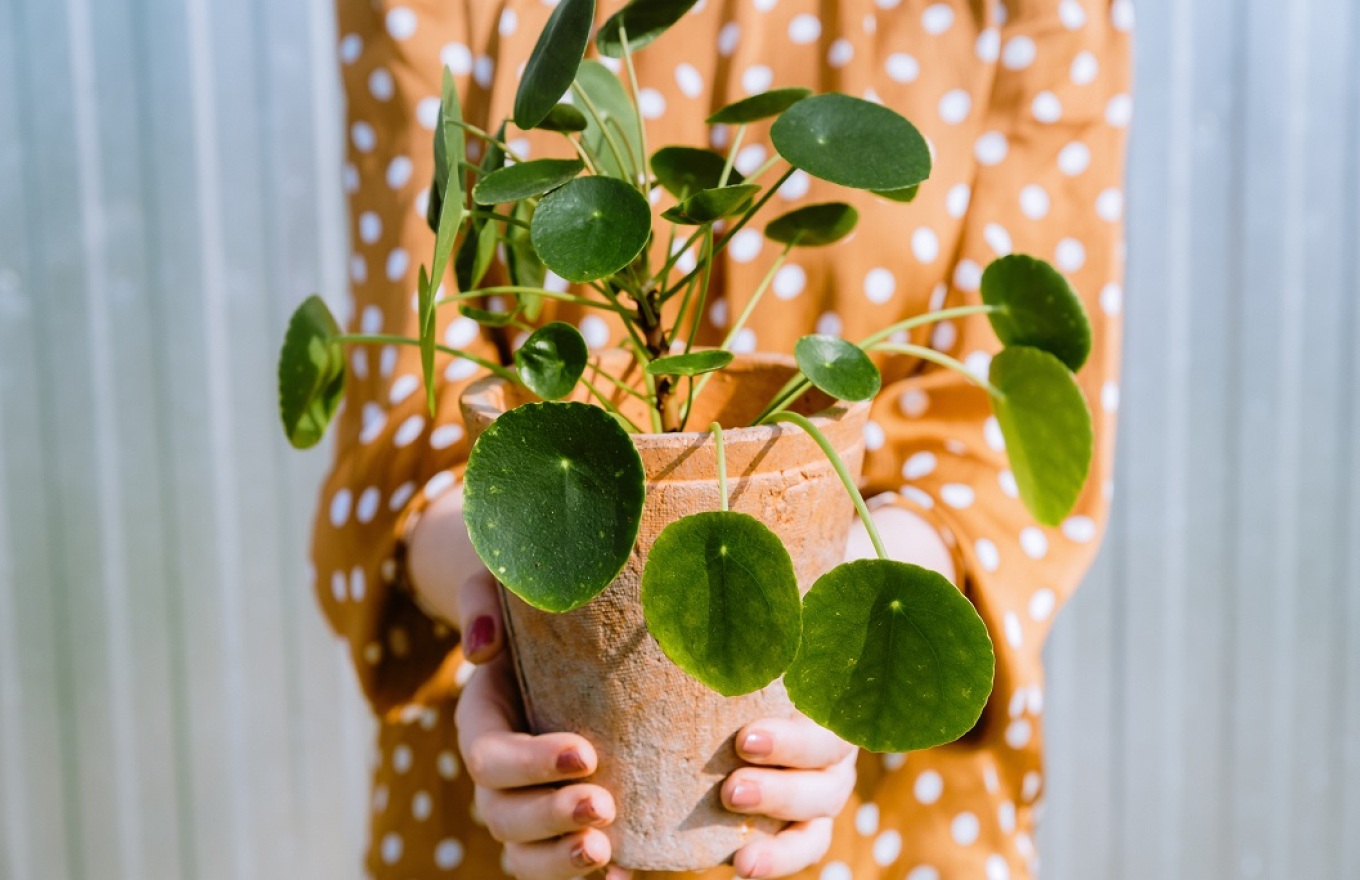 Τι είναι το plant parenting και γιατί είναι το νέο trend