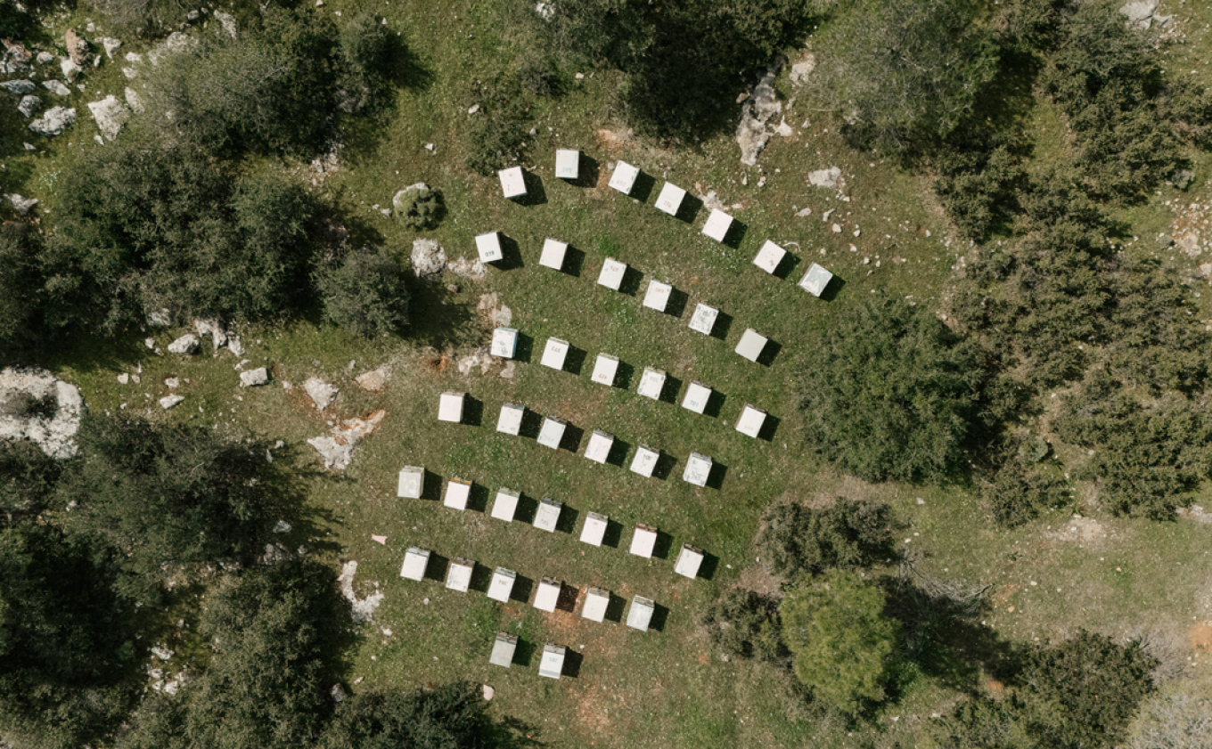 Η δράση που σώζει τα μελίσσια και φροντίζει για τη βιοποικιλότητα της Πάρνηθας