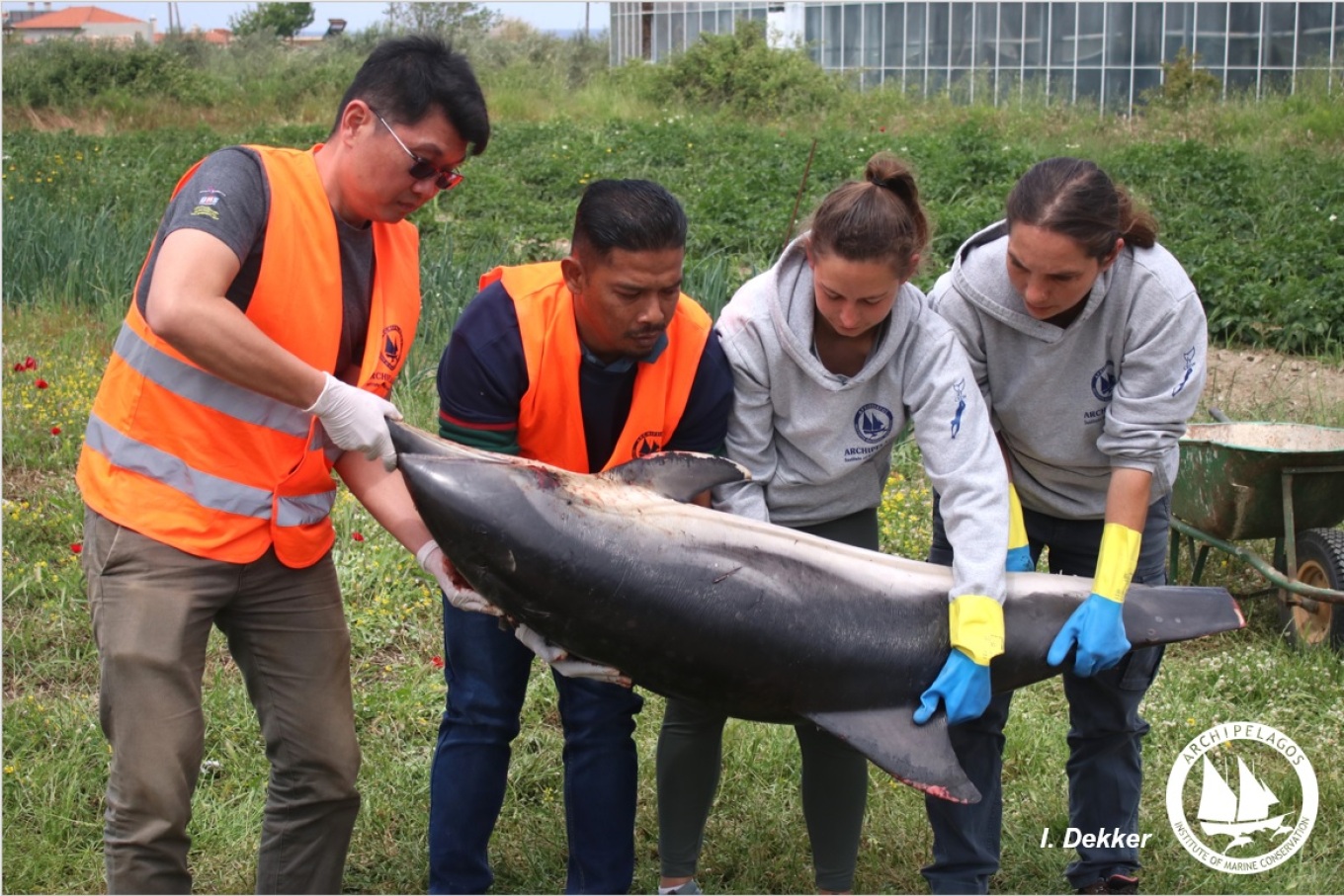 Βρέθηκε και δεύτερο ακρωτηριασμένο δελφίνι, αυτή τη φορά στη Χίο