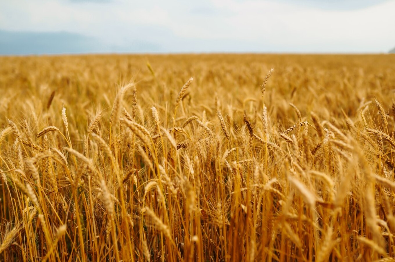 Ένα νέο, λαμπρό κεφάλαιο ευφυούς γεωργίας με επίκεντρο την «Έξυπνη Σπορά»