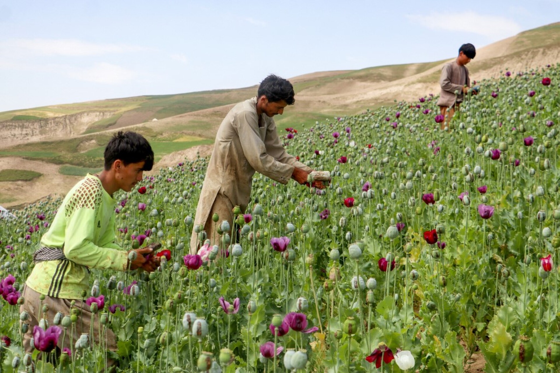 Το απόρρητο πρόγραμμα των 9 δισ. της CIA στο Αφγανιστάν - «Βομβάρδισαν» με τροποποιημένους σπόρους παπαρούνας για να πλήξουν το εμπόριο ηρωίνης