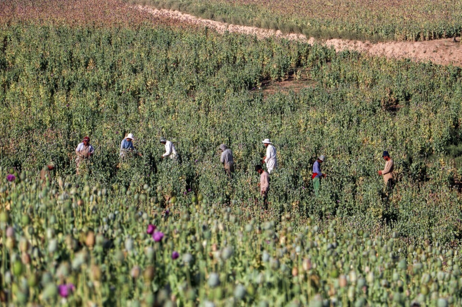 Το απόρρητο πρόγραμμα των 9 δισ. της CIA στο Αφγανιστάν - «Βομβάρδισαν» με τροποποιημένους σπόρους παπαρούνας για να πλήξουν το εμπόριο ηρωίνης