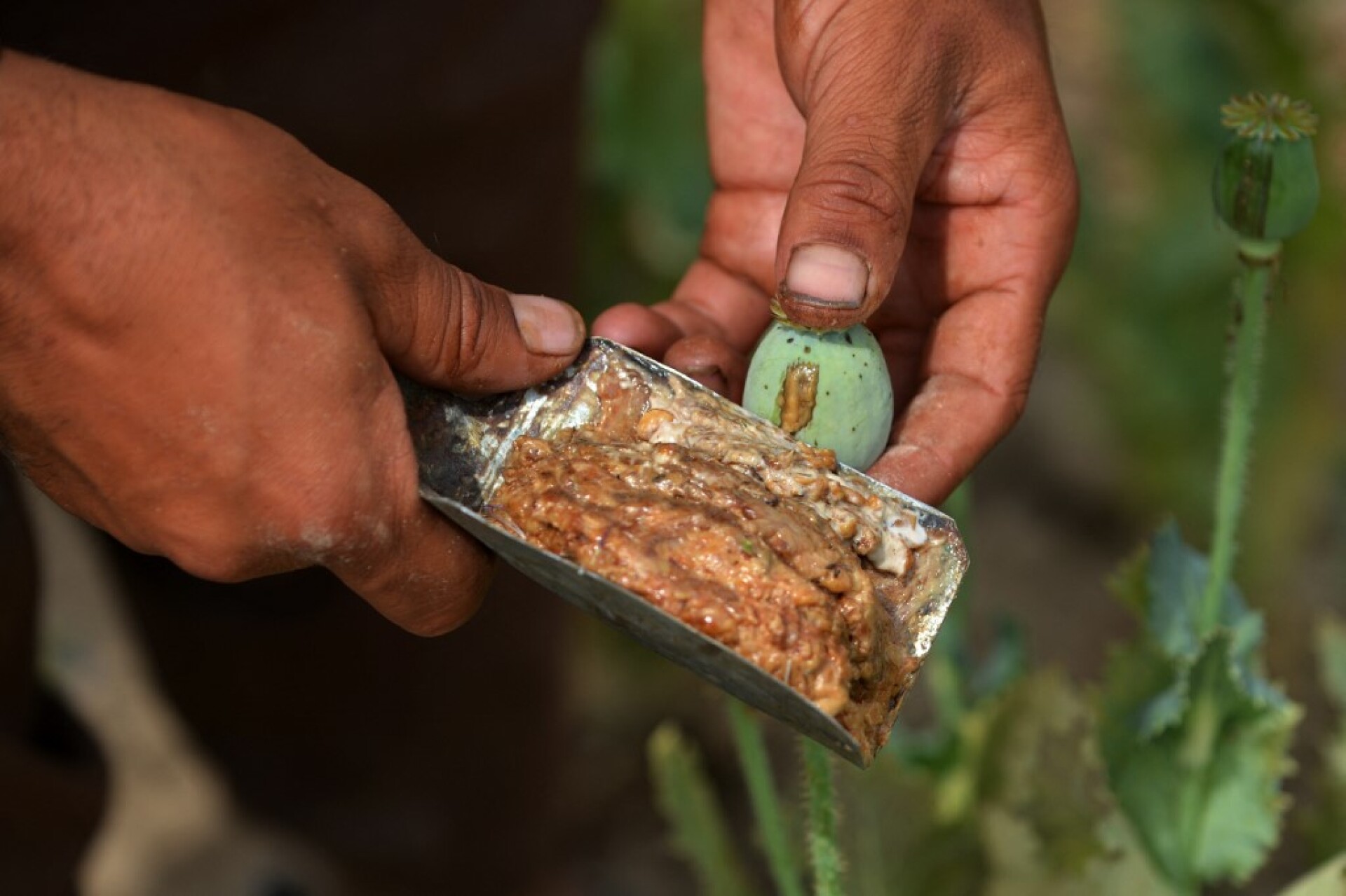 Το απόρρητο πρόγραμμα των 9 δισ. της CIA στο Αφγανιστάν - «Βομβάρδισαν» με τροποποιημένους σπόρους παπαρούνας για να πλήξουν το εμπόριο ηρωίνης