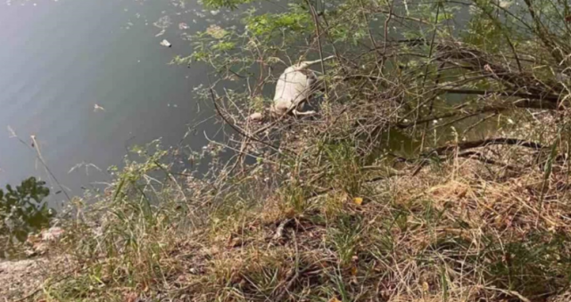 Πέταξαν πρόβατα νεκρά στον Πηνειό