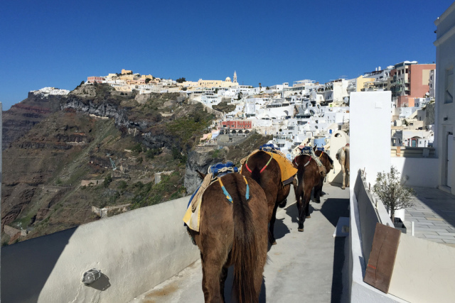 Το αθέατο δράμα των ιπποειδών ελέω... greek summer - Δείτε βίντεο