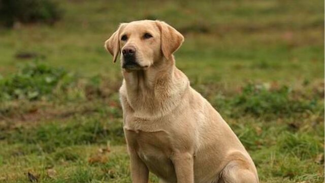 Την τραυμάτισε, σκότωσε το σκυλί της και εγκατέλειψε το σημείο - Έρευνες στο Ηράκλειο για τον εντοπισμό οδηγού
