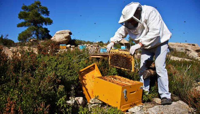 &Delta;&Upsilon;&Pi;&Alpha;: &Epsilon;&pi;&iota;&delta;&omicron;&tau;&omicron;ύ&mu;&epsilon;&nu;&omicron; &pi;&rho;ό&gamma;&rho;&alpha;&mu;&mu;&alpha; &kappa;&alpha;&tau;ά&rho;&tau;&iota;&sigma;&eta;&sigmaf; &alpha;&nu;έ&rho;&gamma;&omega;&nu; &sigma;&tau;&eta; &mu;&epsilon;&lambda;&iota;&sigma;&sigma;&omicron;&kappa;&omicron;&mu;ί&alpha; &sigma;&tau;&eta;&nu; &Pi;ά&rho;&gamma;&alpha;