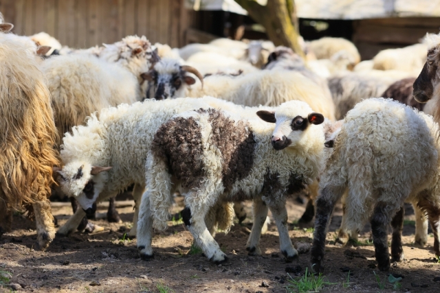 &Epsilon;&upsilon;&lambda;&omicron;&gamma;&iota;ά &alpha;&iota;&gamma;&omicron;&pi;&rho;&omicron;&beta;ά&tau;&omega;&nu;: &Tau;&iota; &iota;&sigma;&chi;ύ&epsilon;&iota; &gamma;&iota;&alpha; &tau;&omicron;&nu; &epsilon;&mu;&beta;&omicron;&lambda;&iota;&alpha;&sigma;&mu;ό &kappa;&alpha;&iota; &tau;&eta;&nu; &alpha;&nu;&alpha;&sigma;ύ&sigma;&tau;&alpha;&sigma;&eta; &tau;&omicron;&upsilon; &zeta;&omega;&iota;&kappa;&omicron;ύ &kappa;&epsilon;&phi;&alpha;&lambda;&alpha;ί&omicron;&upsilon;