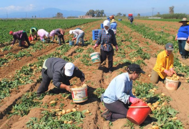 Στο ΦΕΚ η απόφαση για αποζημιώσεις στα παραμορφωμένα φρούτα της Βόρειας Ελλάδας