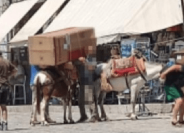 Ο δήμαρχος Ύδρας για το φορτωμένο ζώο με ψυγείο: Ένα μουλάρι μπορεί να σηκώσει έως 100 κιλά