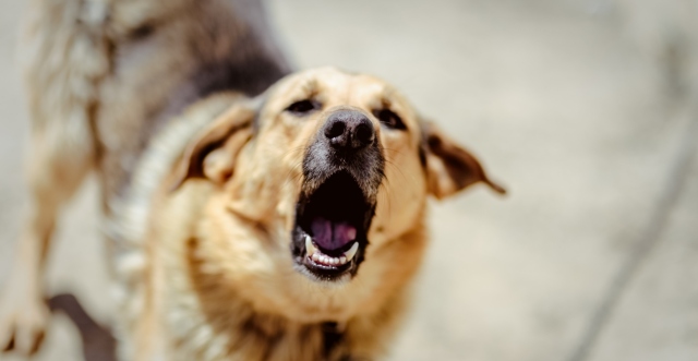 Φθιώτιδα: Επίθεση σκύλων σε 90χρονη - Μεταφέρθηκε στο νοσοκομείο