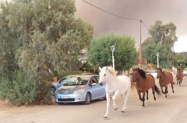 Φωτιά στη Ρόδο: Άλογα τρέχουν να σωθούν από την πύρινη λαίλαπα – Δείτε φωτογραφία