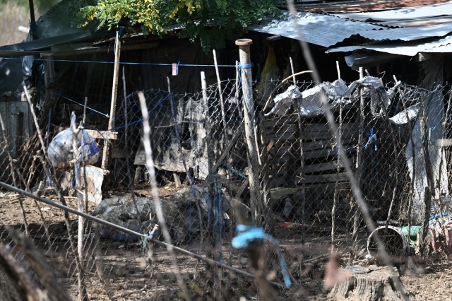 Θεσσαλία: Συνεχίζεται η αποκομιδή και η ταφή νεκρών ζώων