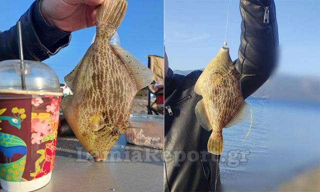 Σπάνιο είδος ψαριού βρέθηκε σε θαλάσσια περιοχή της Φθιώτιδας