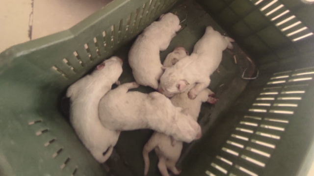 Οργή για περιστατικό εγκατάλειψης ζώων στο Ηράκλειο: Πέταξε σε τσουβάλι 10 νεογέννητα κουτάβια