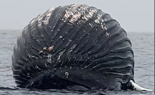 Νορβηγία: Μια νεκρή φάλαινα που έμοιαζε... με μπαλόνι, εντόπισε ψαράς - Γιατί υπήρχε κίνδυνος να εκραγεί