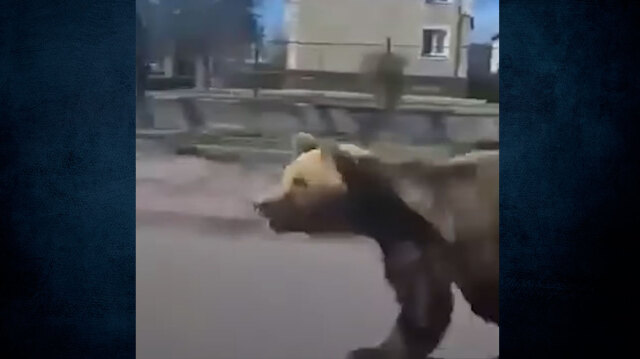 Σλοβακία: Πυροβόλησαν και σκότωσαν αρκούδα που επιτέθηκε σε πέντε ανθρώπους