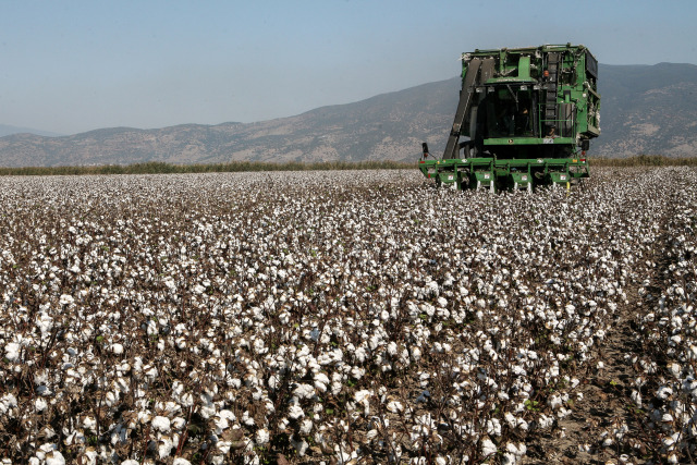 Θεσσαλία: Πόσο εφικτή είναι η συνέχιση της καλλιέργειας βαμβακιού λόγω της κλιματικής αλλαγής