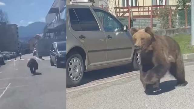 Σλοβακία: Νέο βίντεο με την αρκούδα που τραυμάτισε πέντε ανθρώπους - Βούτηξε στο νερό μετά την επίθεση