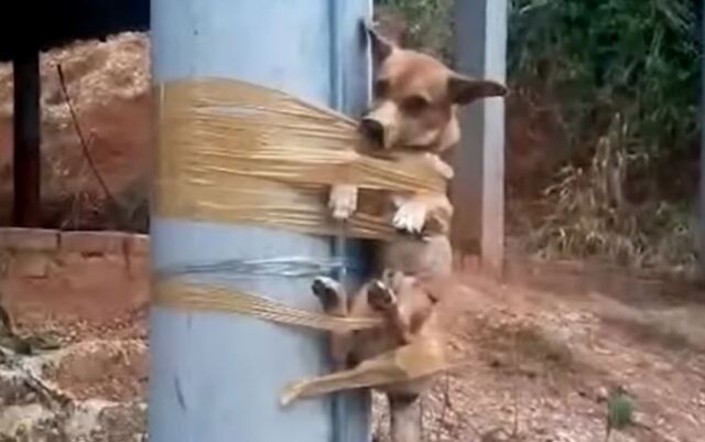 Κτηνωδία στην Κολομβία: Γείτονας έδεσε σκυλάκι με μονωτική ταινία σε κολώνα γιατί έκανε την ανάγκη του στον κήπο του