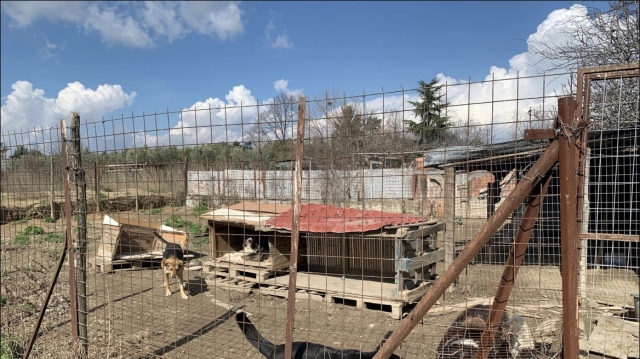 Θεσσαλονίκη: Αθωώθηκε η 52χρονη για τα 94 σκυλιά που φιλοξενούσε στο σπίτι της