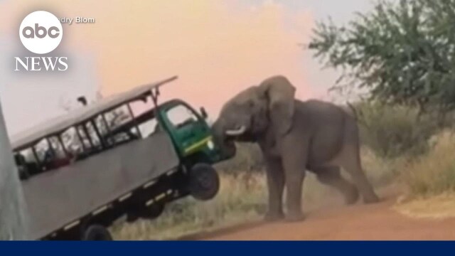 Νότια Αφρική: Ελέφαντας επιτέθηκε σε όχημα με τουρίστες που έκαναν σαφάρι και το σήκωσε στον αέρα - Δείτε βίντεο