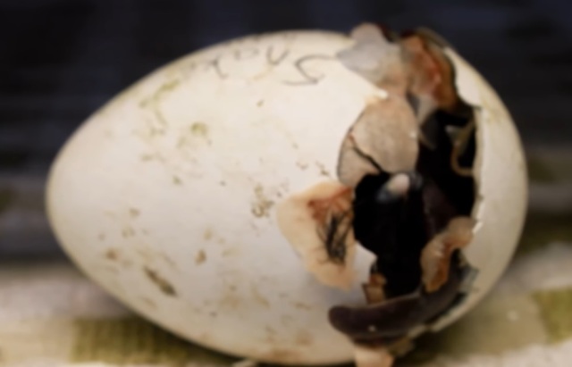 Νότια Αφρική: Αντί για πασχαλινά αυγά, υιοθετήστε ένα αυγό πιγκουίνου, προτρέπει περιβαλλοντική οργάνωση