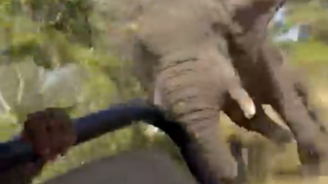 Ζάμπια: Ελέφαντας σκότωσε τουρίστρια σε σαφάρι - Το βίντεο της επίθεσης