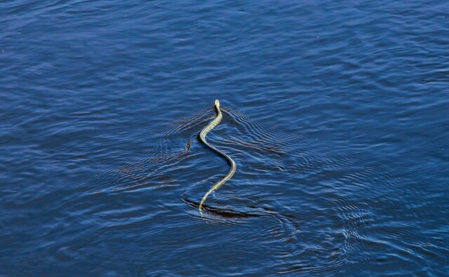Φίδι δάγκωσε 40χρονη μέσα στη θάλασσα στον Βόλο