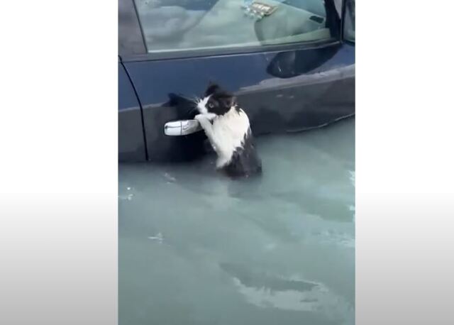 Ντουμπάι: Γάτα γραπώθηκε από χερούλι αυτοκινήτου για να σωθεί από τις πλημμύρες