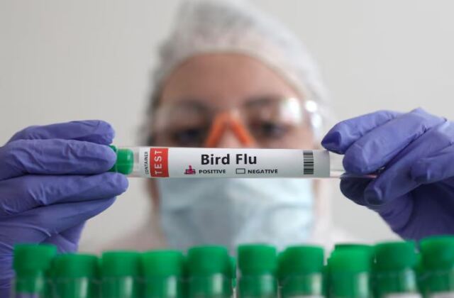Μαγιορκίνης: Πώς προσβάλει τον οργανισμό η γρίπη των πτηνών και πόσο πιθανό είναι να προκαλέσει πανδημία