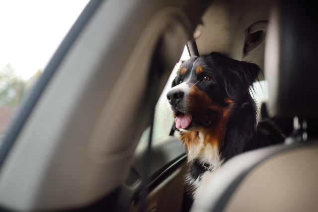 Αλμυρός: Άφησε το σκυλάκι της κλειδωμένο στο αυτοκίνητο και πήγε να γευματίσει